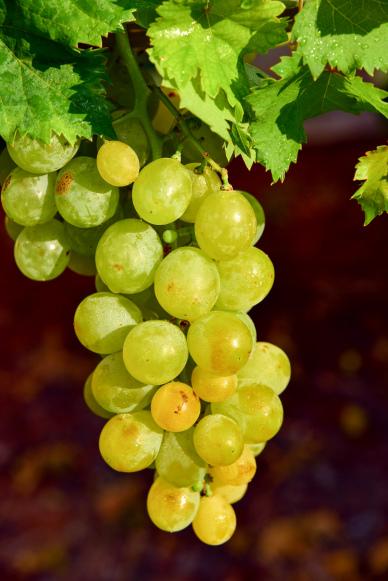 fresh grapes backdrop picture contrast closeup