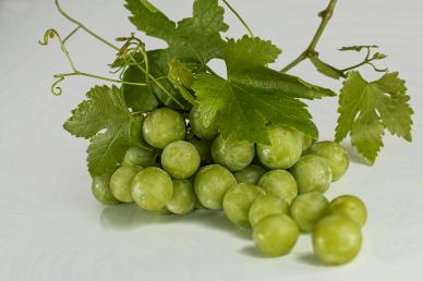 fresh grapes backdrop picture elegant closeup