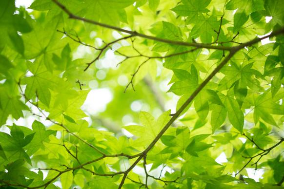 fresh green maple leaves