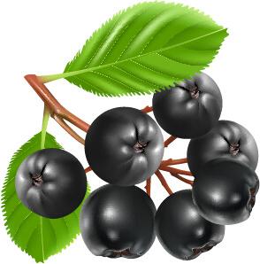 fresh juicy berries vector