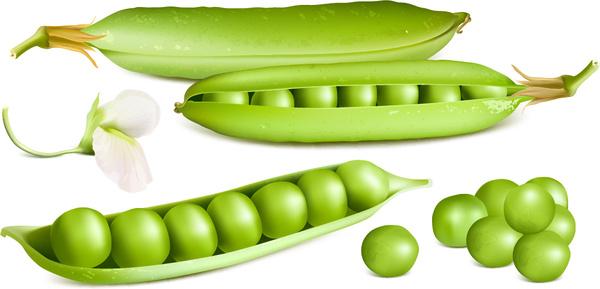 fresh peas vector graphics