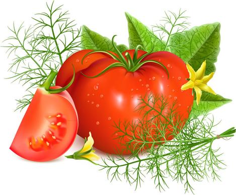 fresh tomatoes design vector