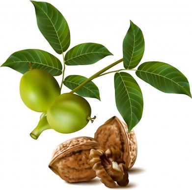 fresh plants icon olive walnut sketch modern realistic