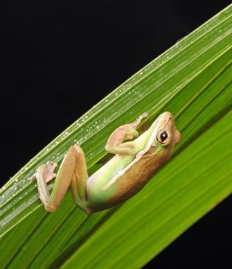 frog macro close-up