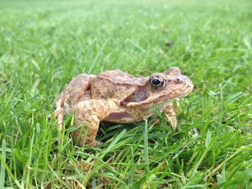 frog toad grass