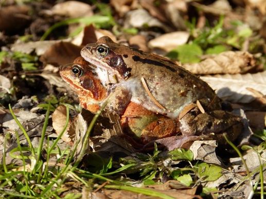 frogs amphibian water