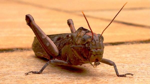 front cricket insects