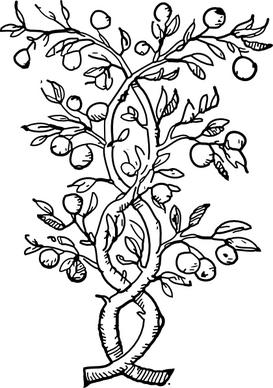 Fruit Tree Branches clip art