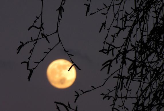 full moon moon birch