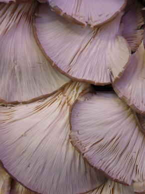 fungi oyster mushrooms food