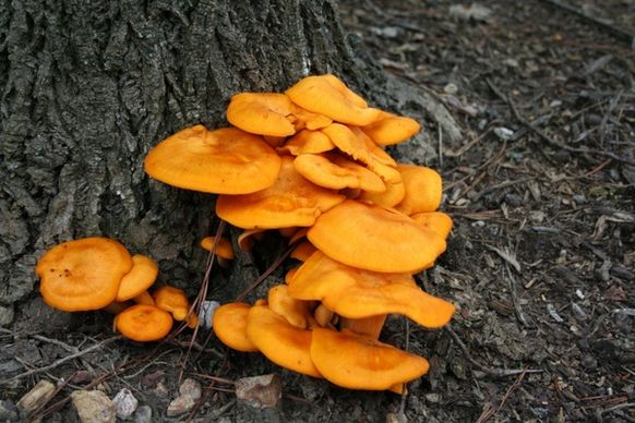 fungi toxic mushrooms