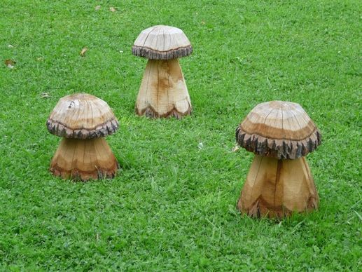 fungi wood meadow