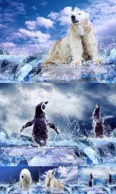 galloping glaciers and polar bears and penguins highdefinition picture