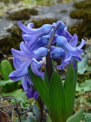 garden hyacinth hyacinthus orientalis hyacinth