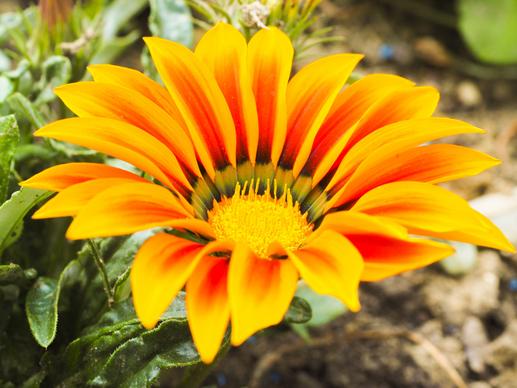 gazanie flower picture elegant closeup 