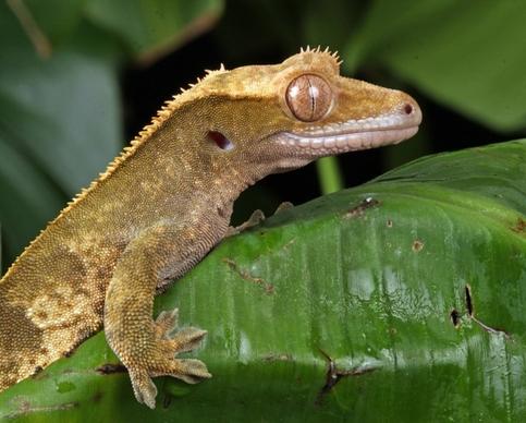 gecko close-up macro