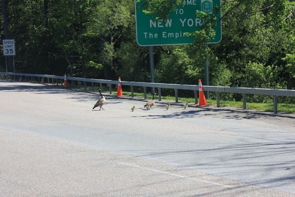 geese crossing the border in ontario canada