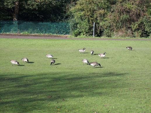 geese feeding time