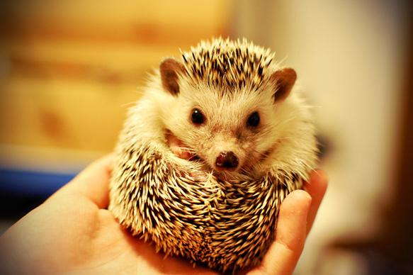 gendo the hedgehog