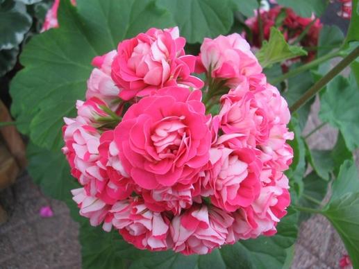 geranium pink double
