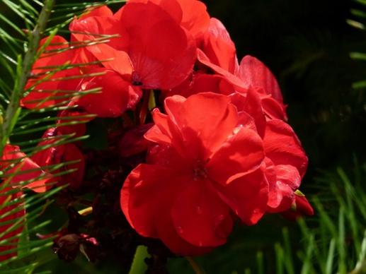 geranium red flower