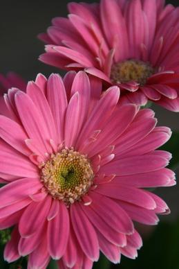 gerbera daisy pink daisy