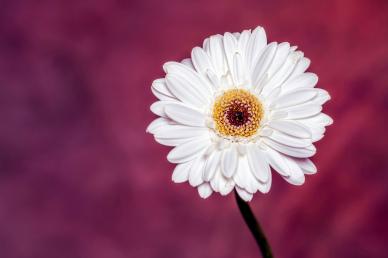gerbera flora backdrop closeup realistic