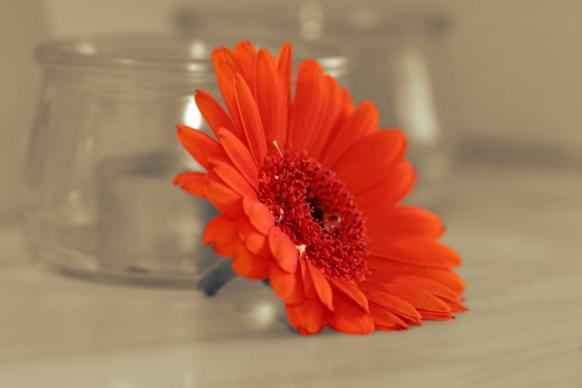 closeup of red flower near glass jars