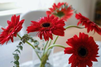 Gerbera flowerpot picture elegant closeup