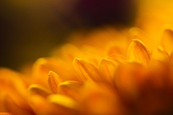gerbera flowers picture contrast blurred closeup