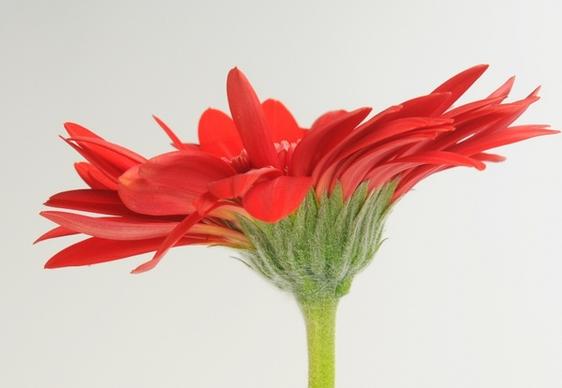 gerbera germini flower