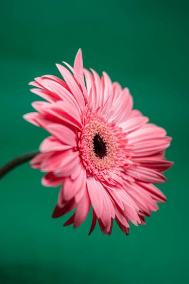 Gerbera petal picture realistic closeup modern
