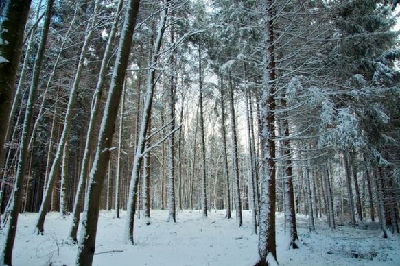 germany bavaria forest