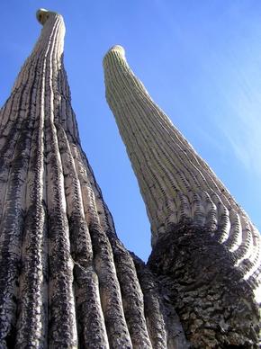 giant saguaro cactus cacti