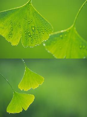 ginkgo biloba droplets highdefinition picture