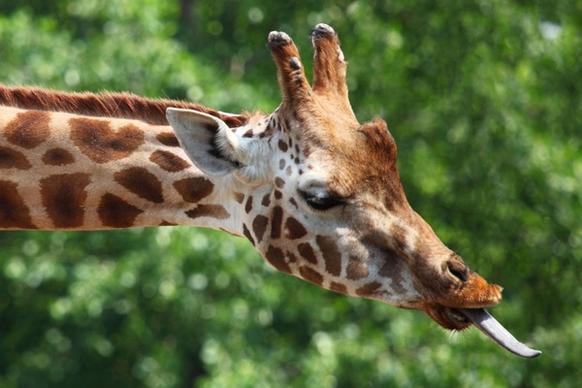 giraffe039s tongue