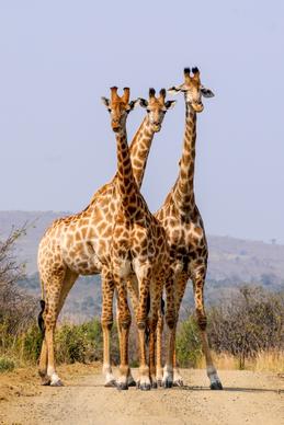 giraffe herd picture bright modern realistic