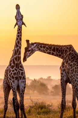 giraffe herd picture contrast realistic