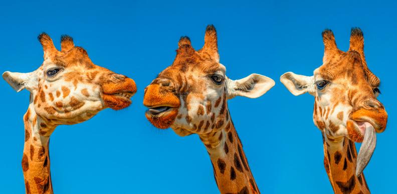 giraffe herd picture cute closeup face