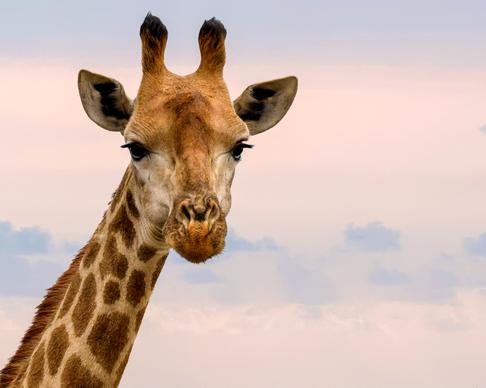 giraffe picture cute face closeup 