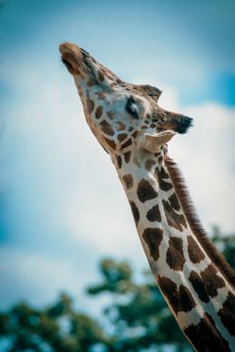 giraffe picture dynamic face closeup