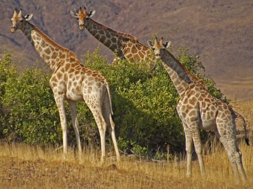 giraffes namibia safari