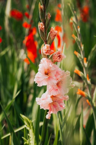 gladiolus flora backdrop picture bright elegant closeup