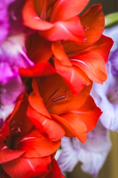 gladiolus flora backdrop picture bright modern elegant closeup