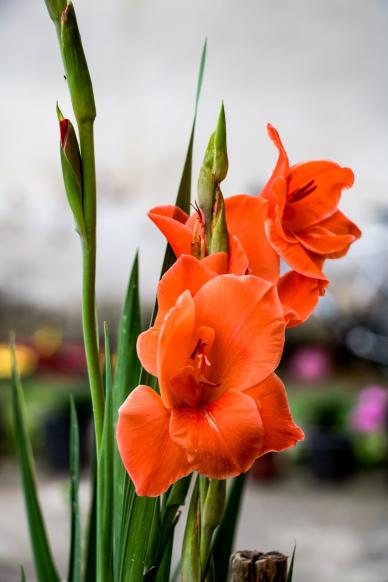 gladiolus flora backdrop picture elegant closeup