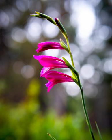 Gladiolus flower backdrop picture closeup elegance