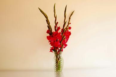 gladiolus flowerpot picture elegant modern