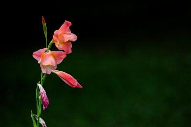 gladiolus flowers backdop picture elegant contrast 