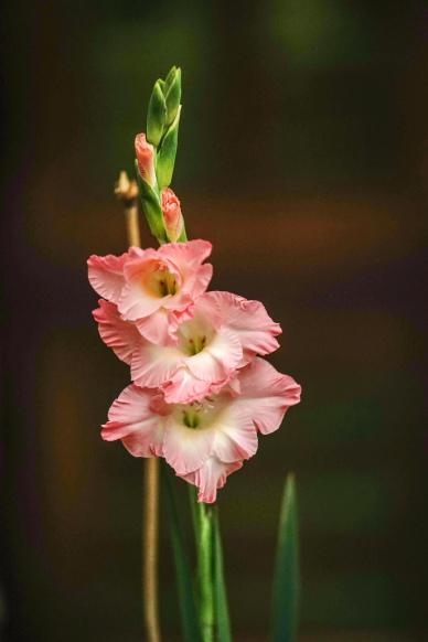 gladiolus flowers backdrop picture elegant contrast