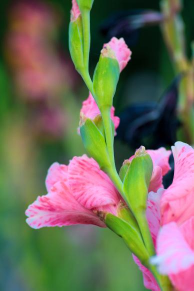 gladiolus flowers backdrop picture elegant modern closeup